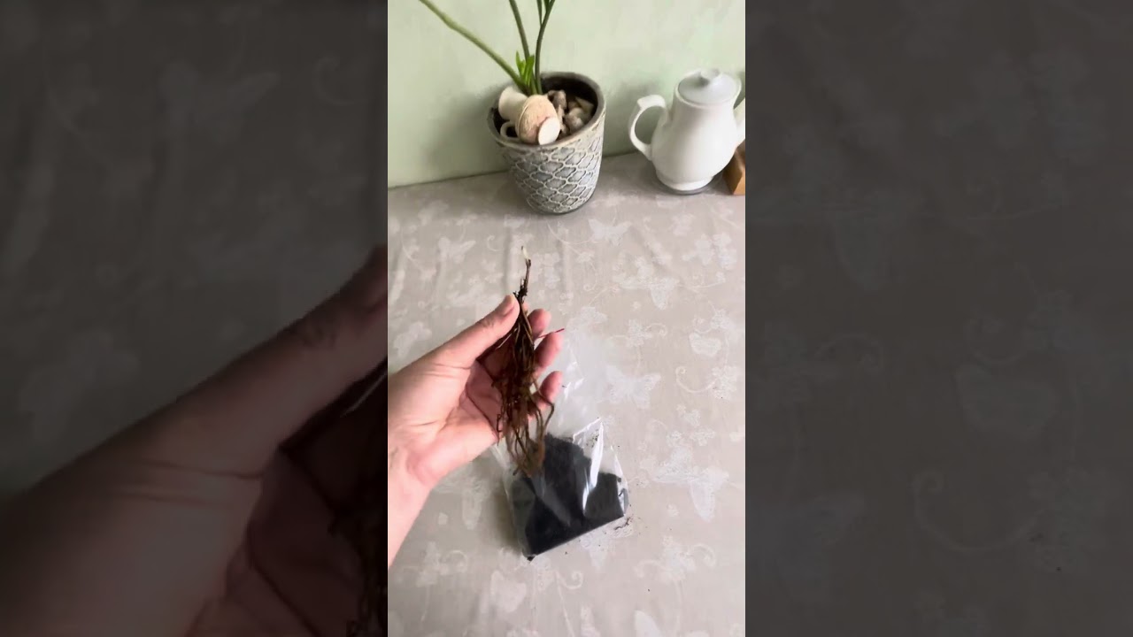 Саженцы клематиса с Вайдберриз. Wildberies.