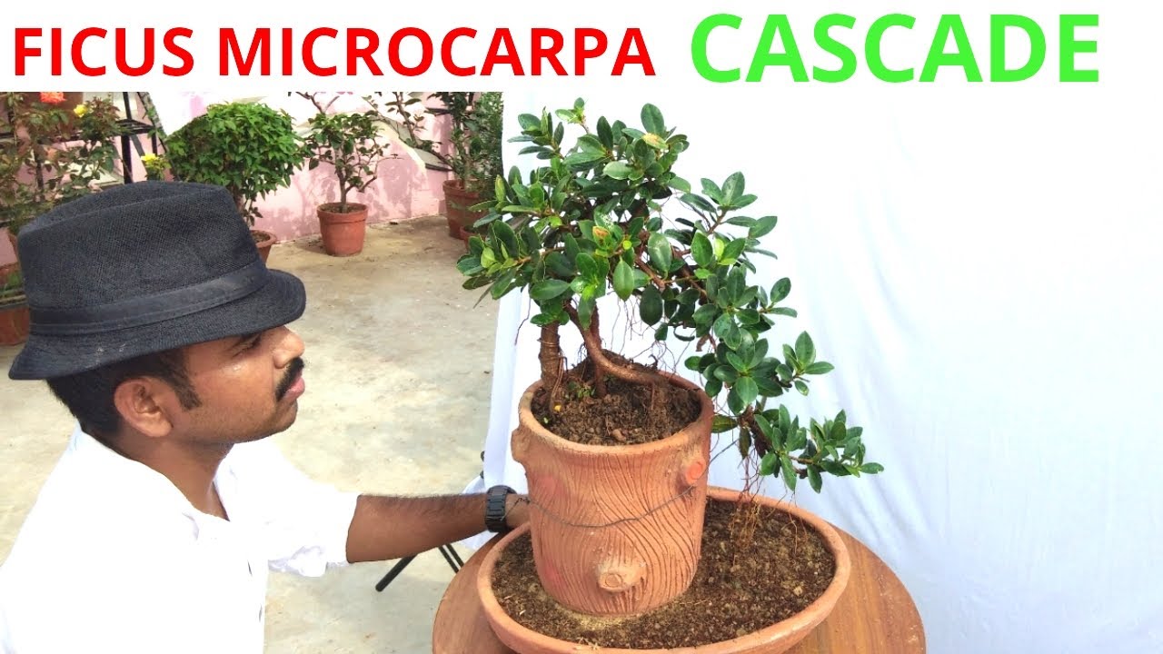Ficus microcarpa bonsai, cascade style, Part 1