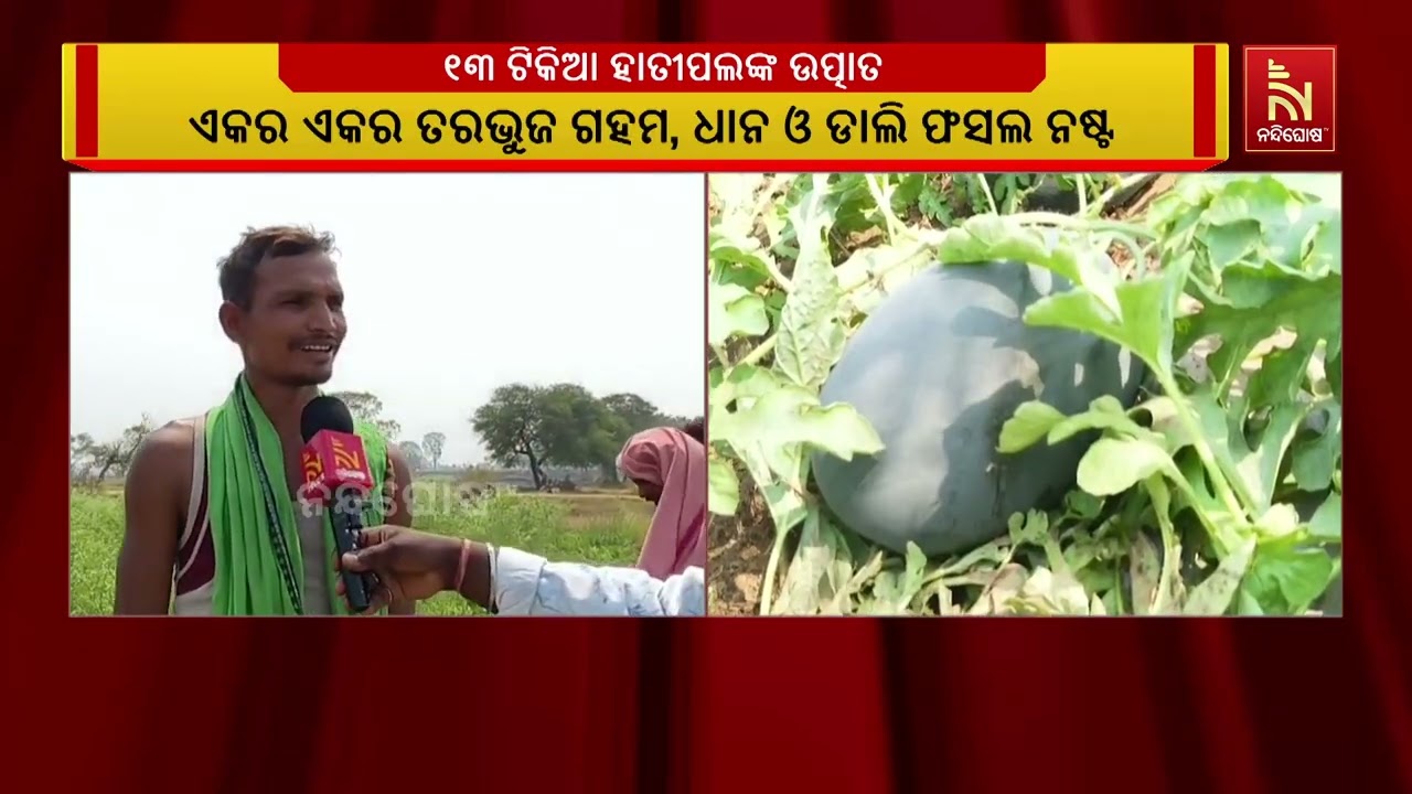 ବୌଦ୍ଧ ଜିଲ୍ଲା ସଦର ରେଞ୍ଜ ଖୁଣ୍ଟବନ୍ଦ ପଞ୍ଚୟତ ଗୋବିନ୍ଦପୁର ଅଞ୍ଚଳରେ ୧୩ ଟିକିଆ  ଜଙ୍ଗଲୀ ହାତୀଙ୍କ ଉତ୍ପାତ