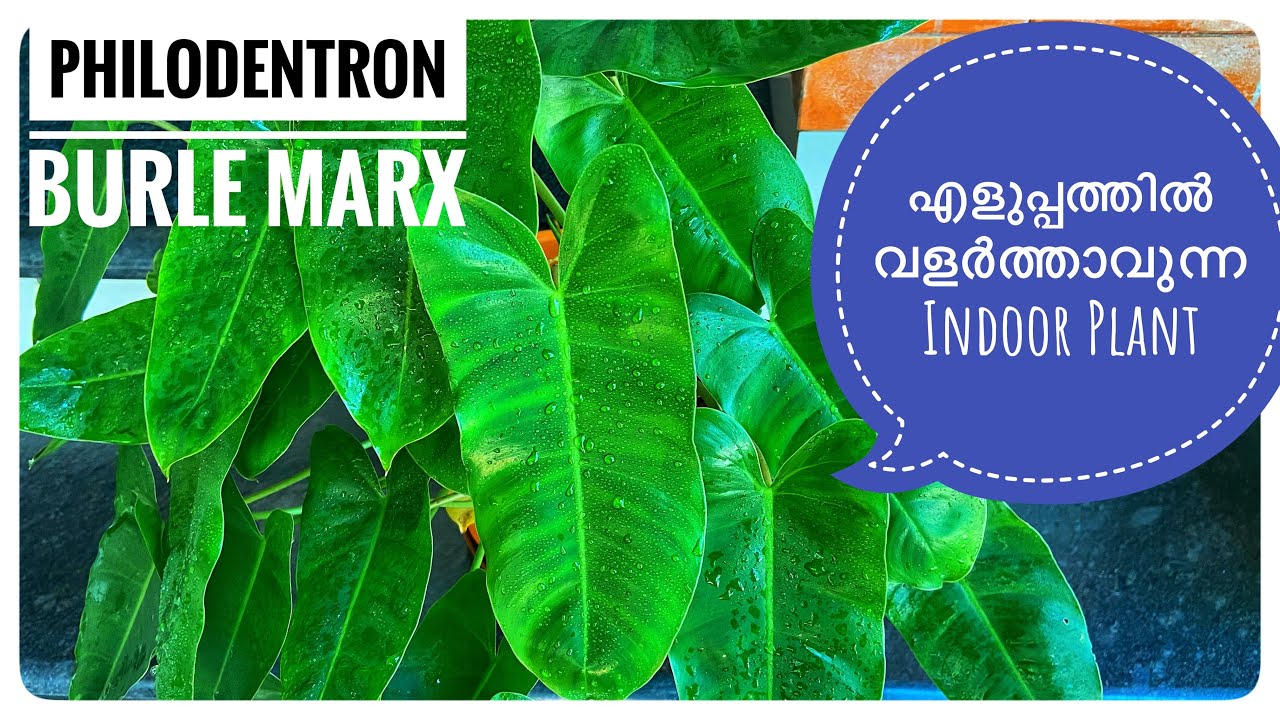 Beautiful Indoor Plants With Big Leaves Philodendron(Burle Marx)Plant Care Propagation And Care Tips