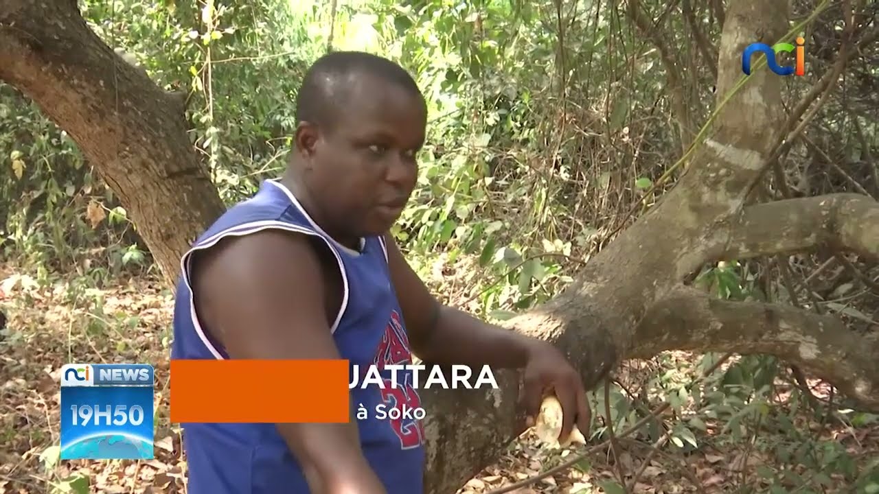 NCI News | Bondoukou : &agrave; la d&eacute;couverte des singes sacr&eacute;s de Soko
