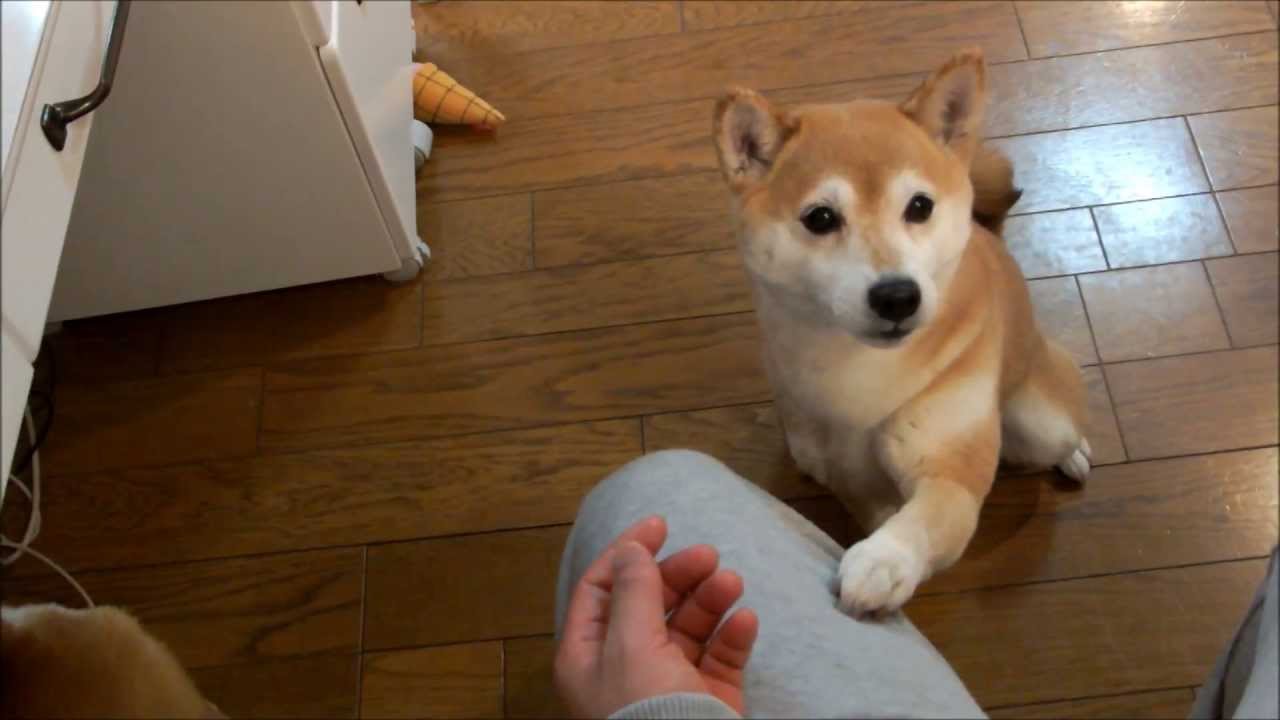 飼い主にすがりつく柴犬いちご　Shiba Inu hugging to owner