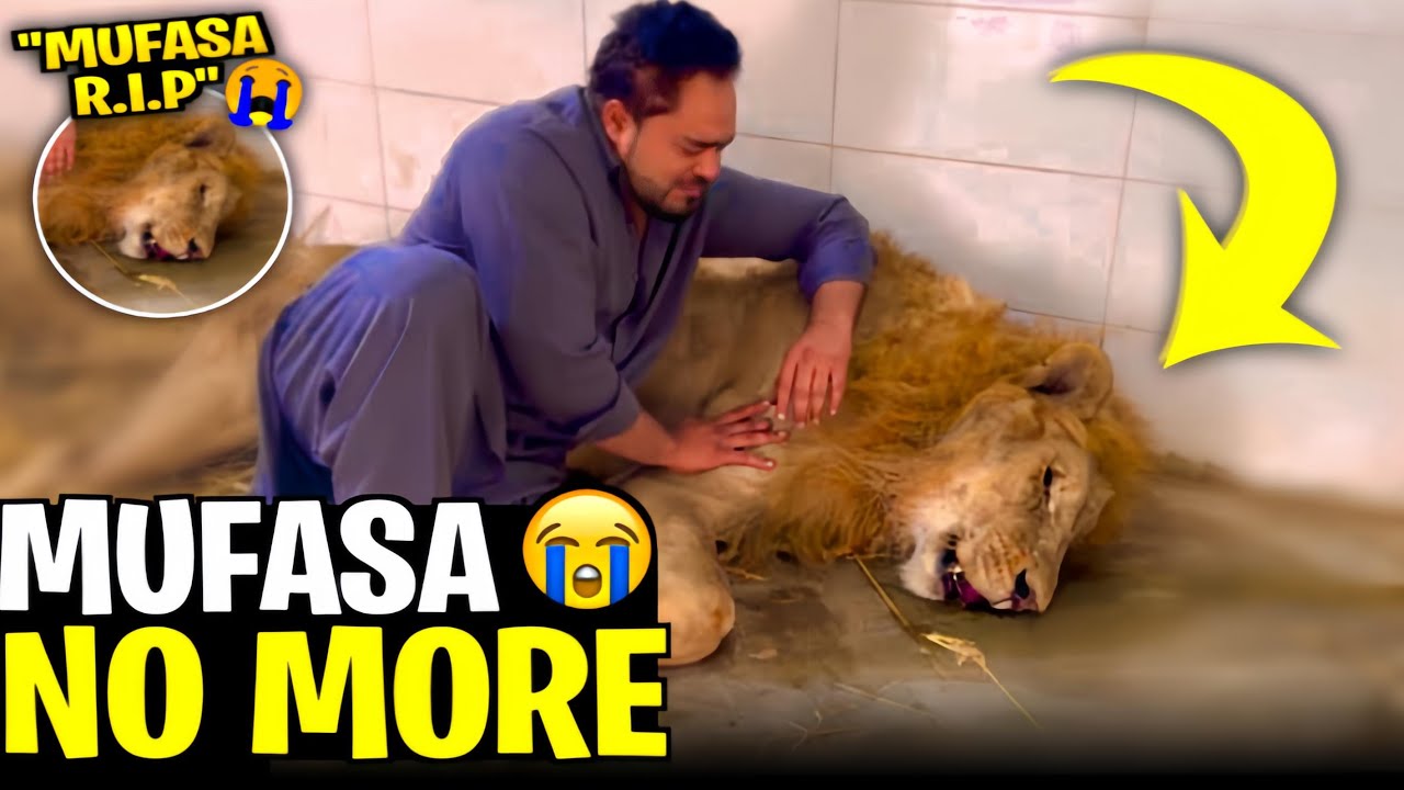 Mufasa ko nahi bacha saka😭ma kis ko mufasa keh kar bulaon ga kis kay sath khalon ga 😭😭