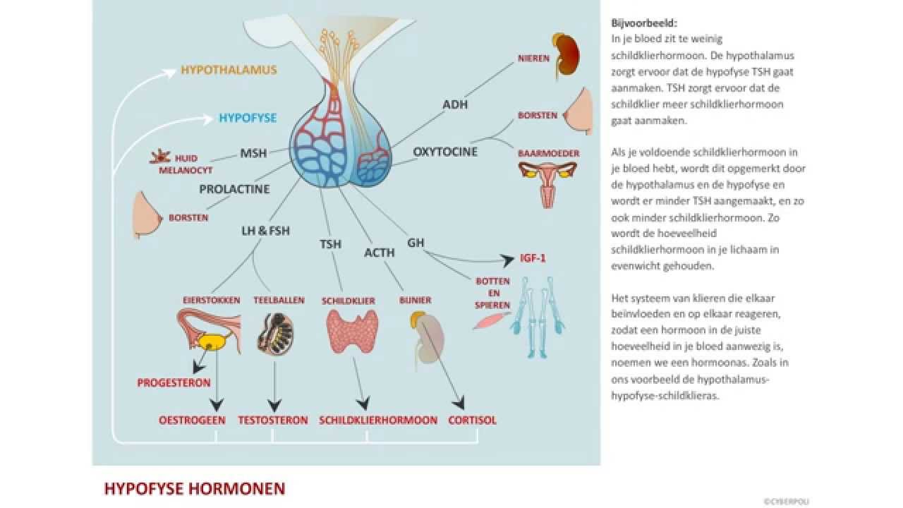 Hypofysehormonen
