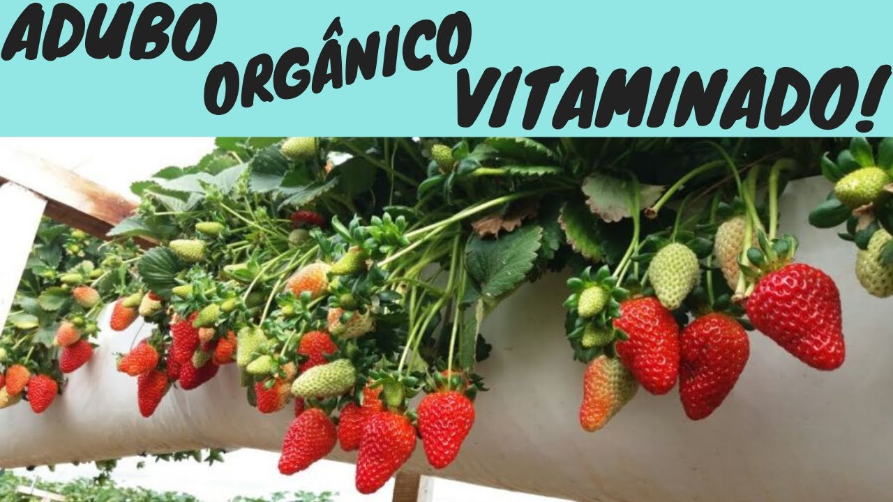 Adubo orgânico caseiro VITAMINADO para morangos