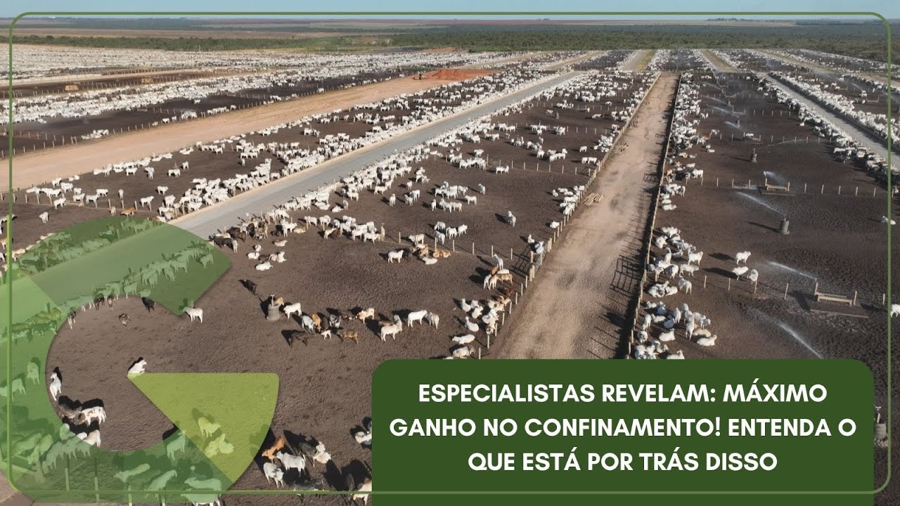 ESPECIALISTAS REVELAM: MÁXIMO GANHO NO CONFINAMENTO! ENTENDA O QUE ESTÁ POR TRÁS DISSO