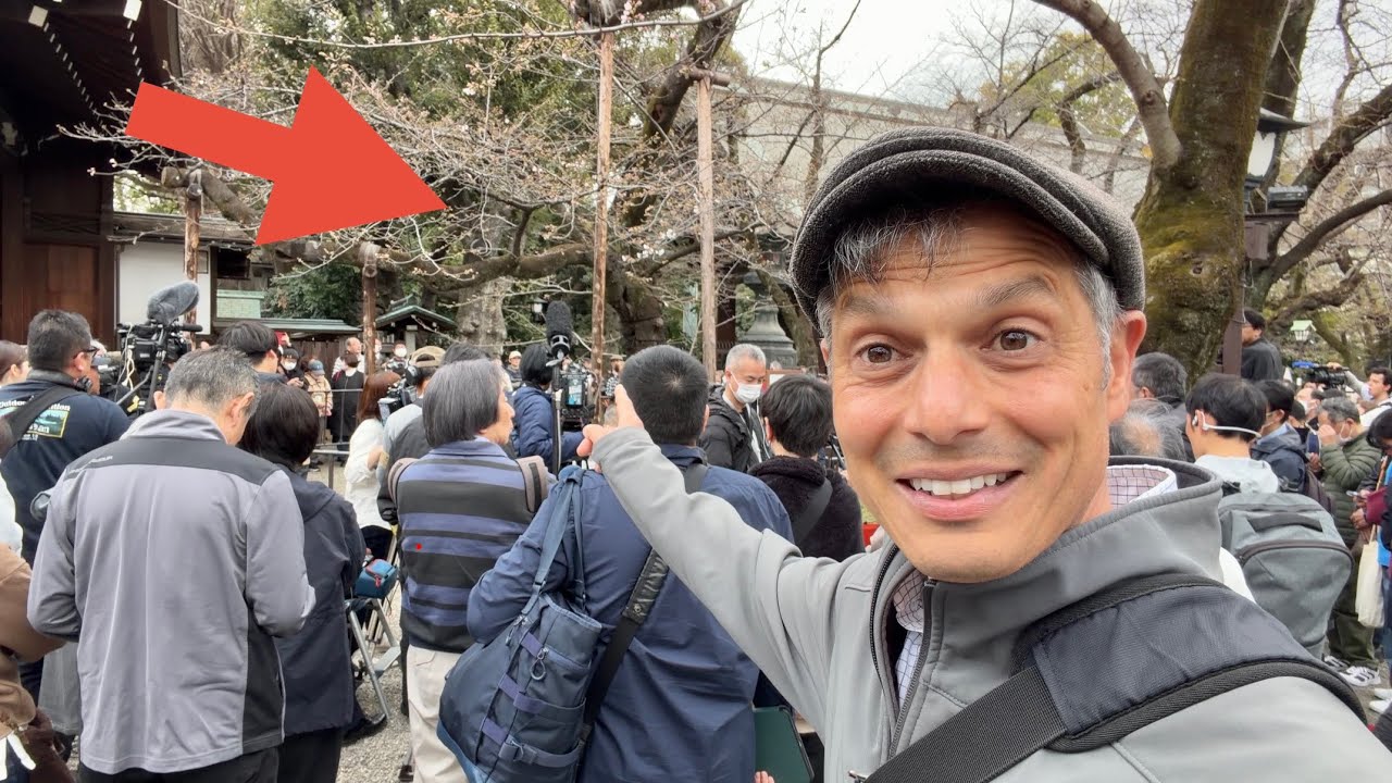All of JAPAN is watching THIS TREE! (Official Start of the Cherry Blossoms) 