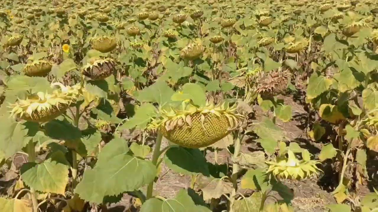Покривні не сходять. Стан соняха прямим посівом.