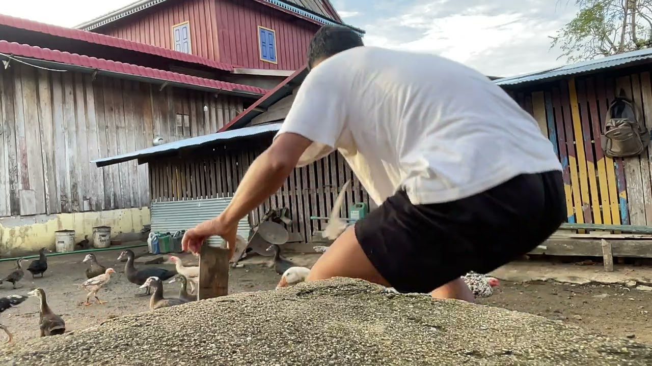 Real life at home with  pets❤️️🌴មាន់ស្រែ​មាន់ខ្មែរ​ចិញ្ញឹមលក្ខណះគ្រួសារ😍