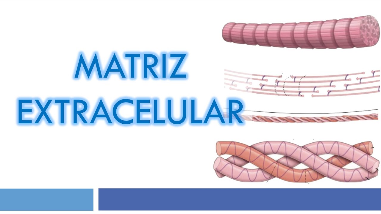 TEJIDO CONJUNTIVO: Fibras Colágenas, Reticulares y Elásticas