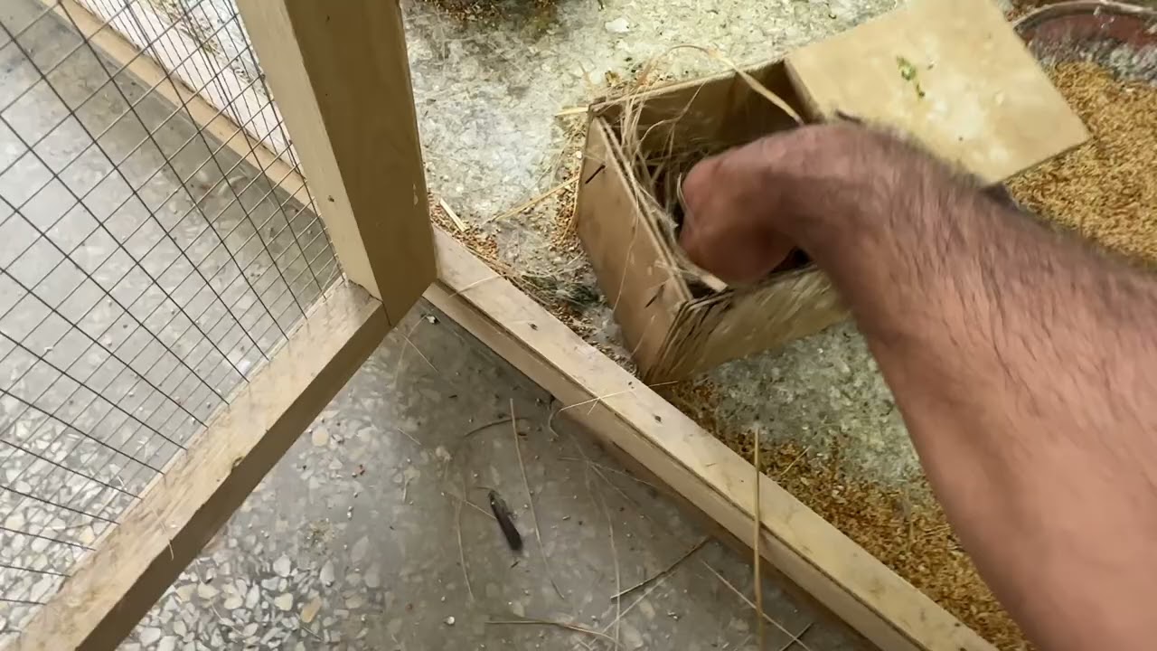 Zebra finch bird breeding summer updates | Zebra Finch Bird Breeding Tips and Tricks