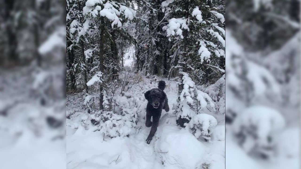 Mann oder Hund? Twitter-User diskutieren &uuml;ber dieses Foto