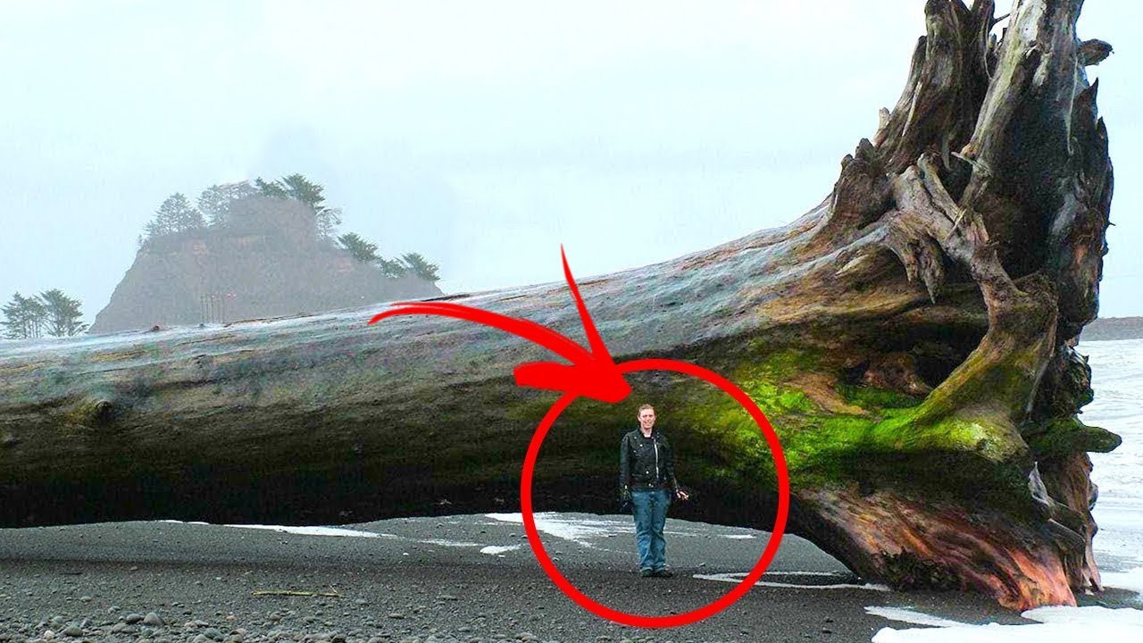 Nejpodivněj&scaron;&iacute; Věci, Kter&eacute; Moře Vyplavilo Na Pl&aacute;že