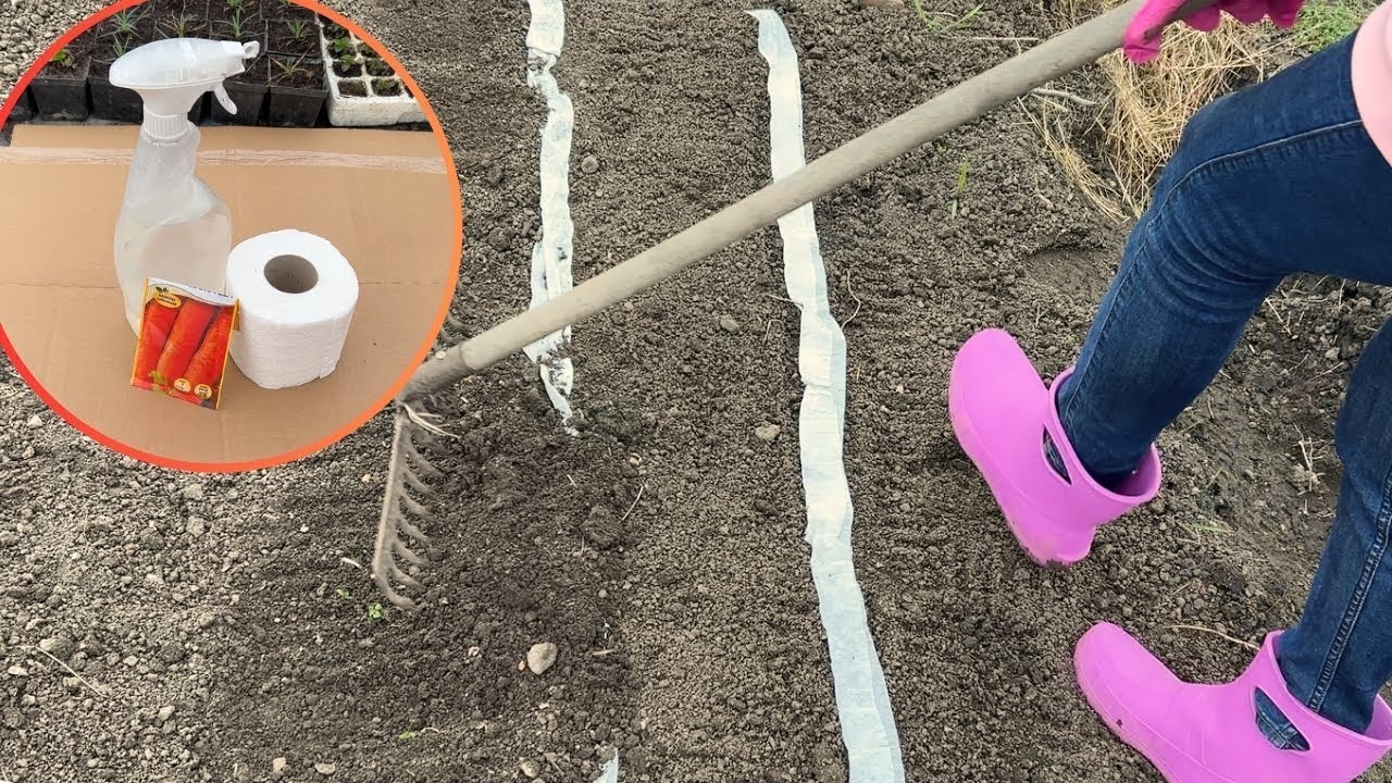 Plant Seeds with Toilet Paper. Genius Gardening Hack