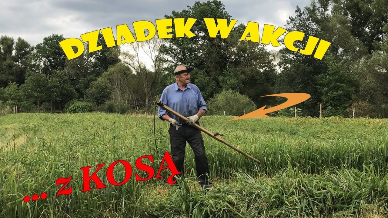 KOSZENIE KOSĄ | żniwa jak dawniej | dziadek a akcji | kosa ręczna | koszenie zielonki dla kur