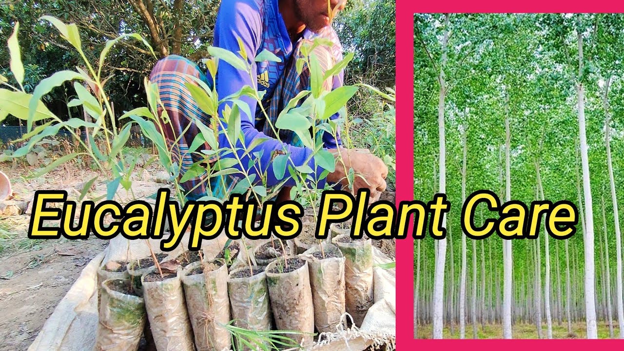 Eucalyptus plant care from little plant to gardening. ইউক্যালিপটাস চারা তৈরি করুন সহজেই।