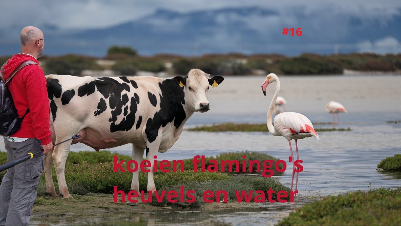 #16 koeien flamingo's water en heuvels