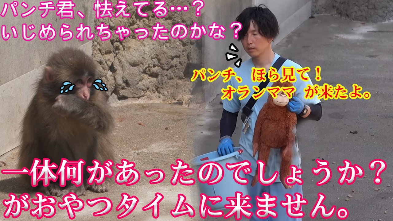 【衝撃】いじめられて恐怖でいっぱいのパンチくん🙊一体何があったのでしょうか？すぐに飼育員さんがオランママを連れてきて、彼を優しく慰めました。#パンチくん #市川市動植物園