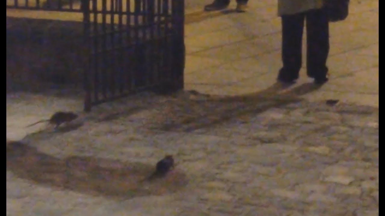 Paris is infested with rats - Dozens of rats run free near Notre Dame cathedral
