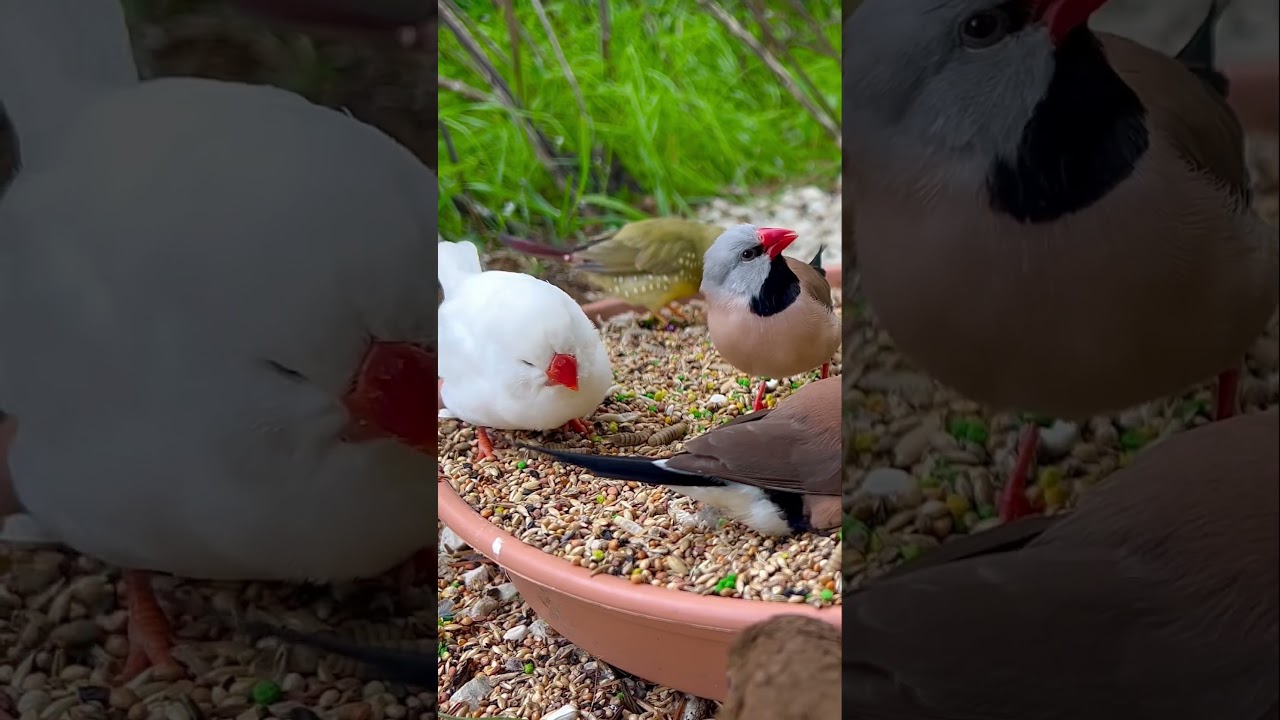 White Zebra Finch eating seeds with other finches in Bird Aviary
