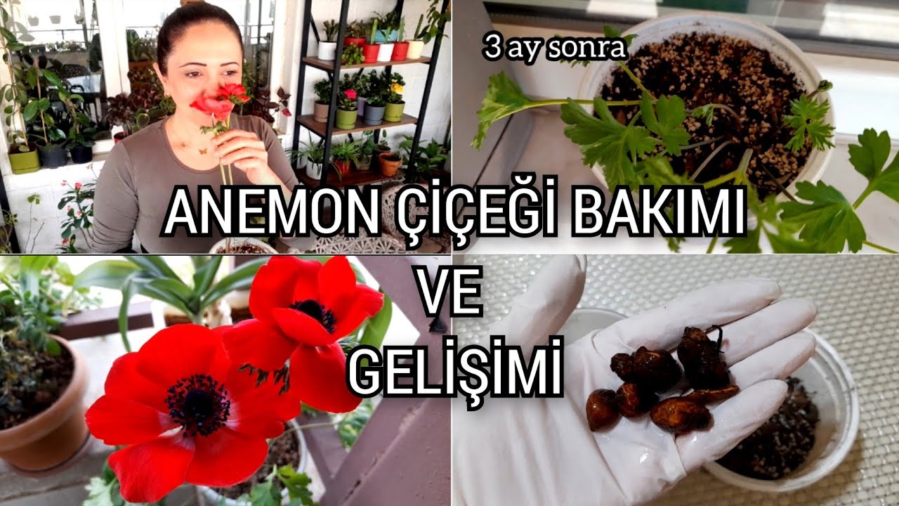 УХОД ЗА ЦВЕТКАМИ АНЕМОНА