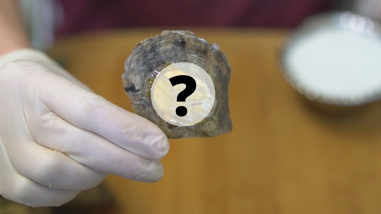 A Stunning Surprise! (Pearl Reveals 16584 - 16600)