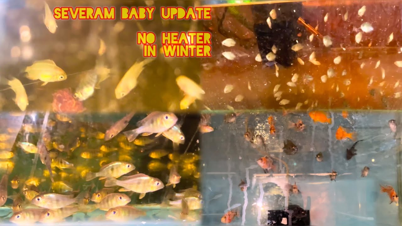 এই ঠান্ডায় আমার মাছ গুলো কেমন আছে || no heater use 