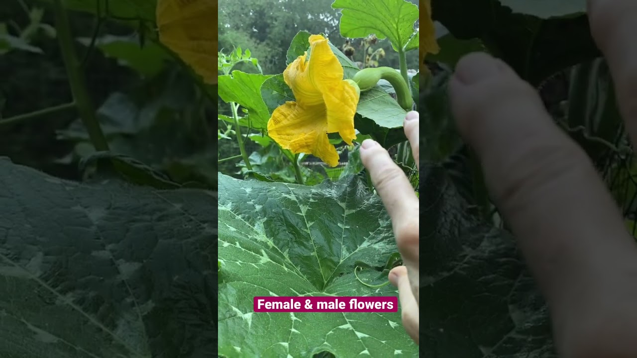 Did you know THIS? #latebloomer #gardeningvideos #garden #cushaw