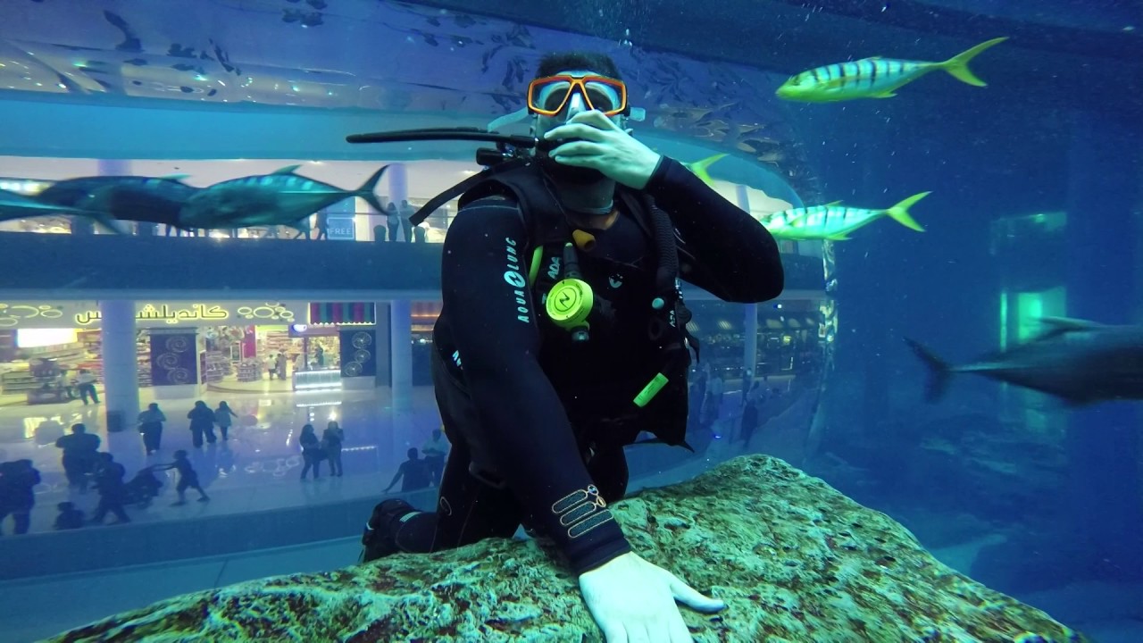 Dubai Mall - Swimming with Sharks (Shark Diving)