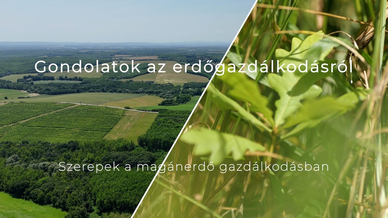 Szerepek a magánerdő-gazdálkodásban