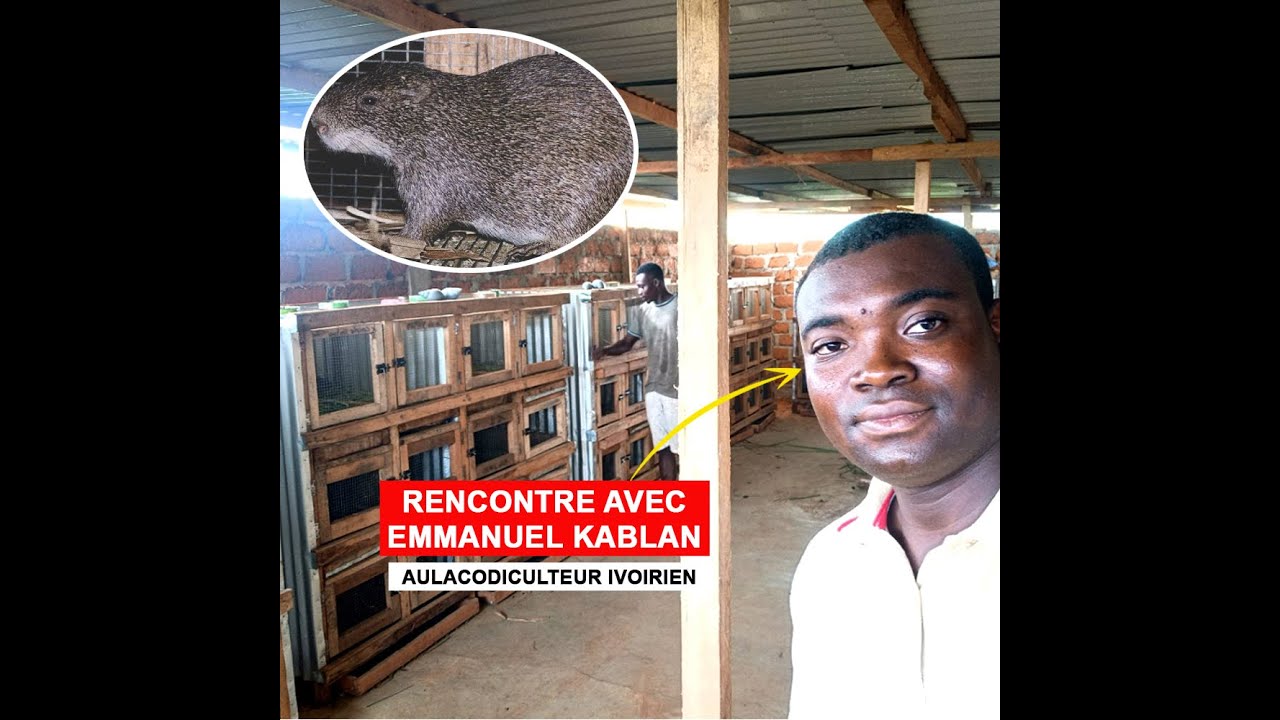 Avec 200 000 FCFA, cet Ivoirien construit un business autour de l’aulacodiculture