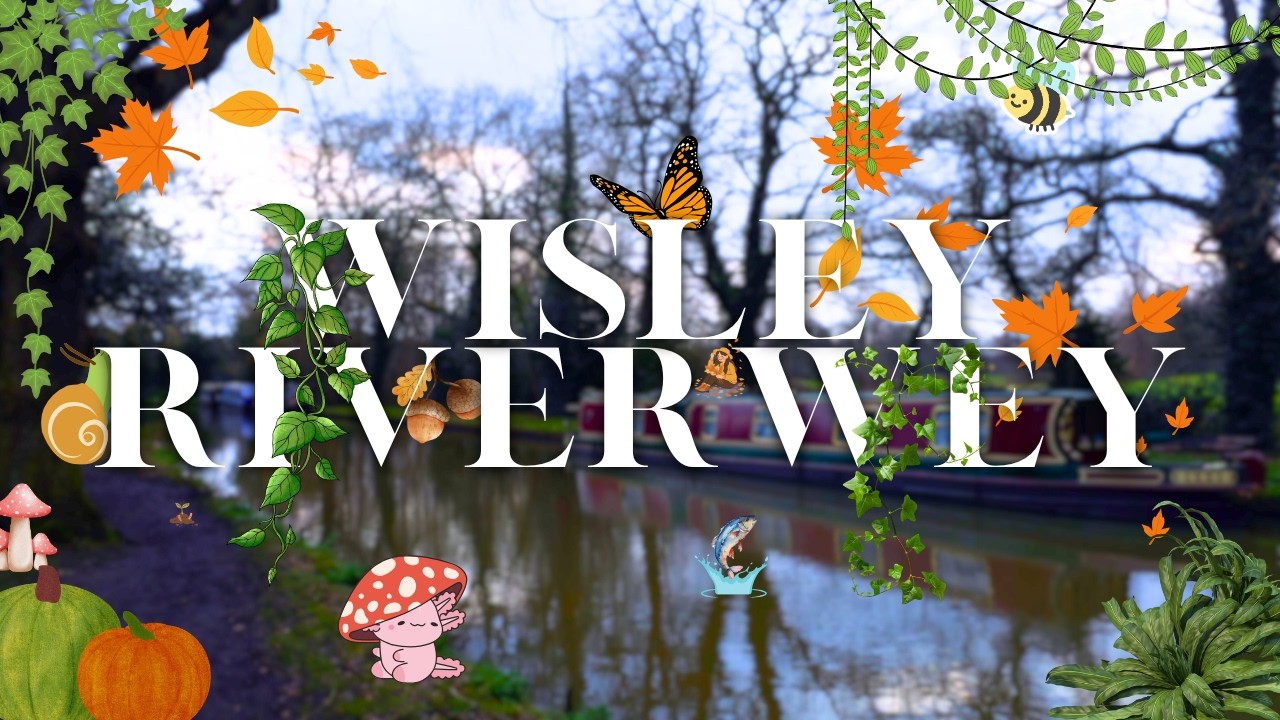 Wisley, The Anchor pub🍺 | River Wey | wet & rainy☔ Dusk Winter walk | February 2026