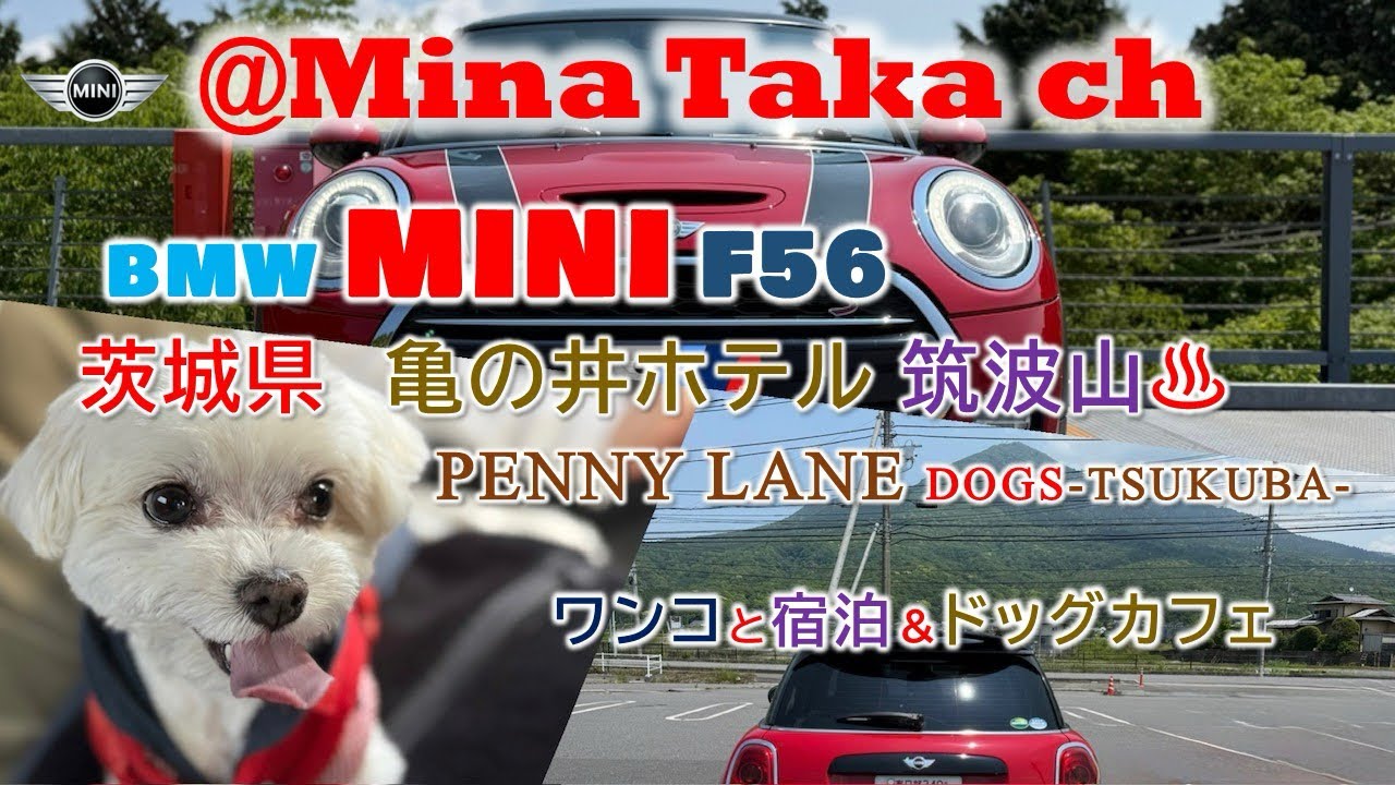 【MINI F56 CooperS】筑波山巡りとワンコと泊まれるホテル& ドッグカフェ満喫🚘🐶✨👍✨#mini #筑波山 #犬 #犬のいる暮らし #犬のいる生活 #茨城県 #温泉 #f56 #jcw