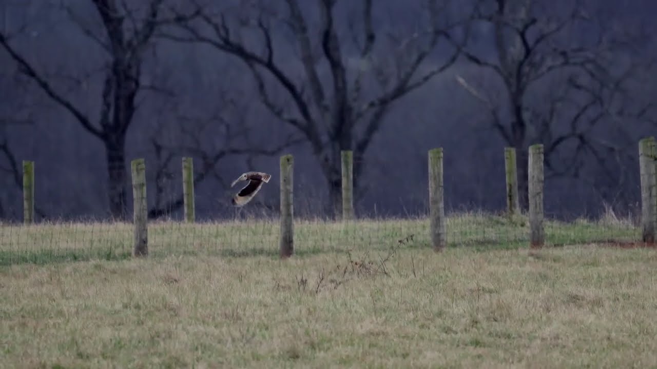 Short-Eared Owl hunting and gliding in grassland in 4K slow motion  [12.23.2024 Virginia]