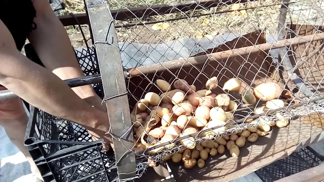 Сортировщик картофеля за пару часов