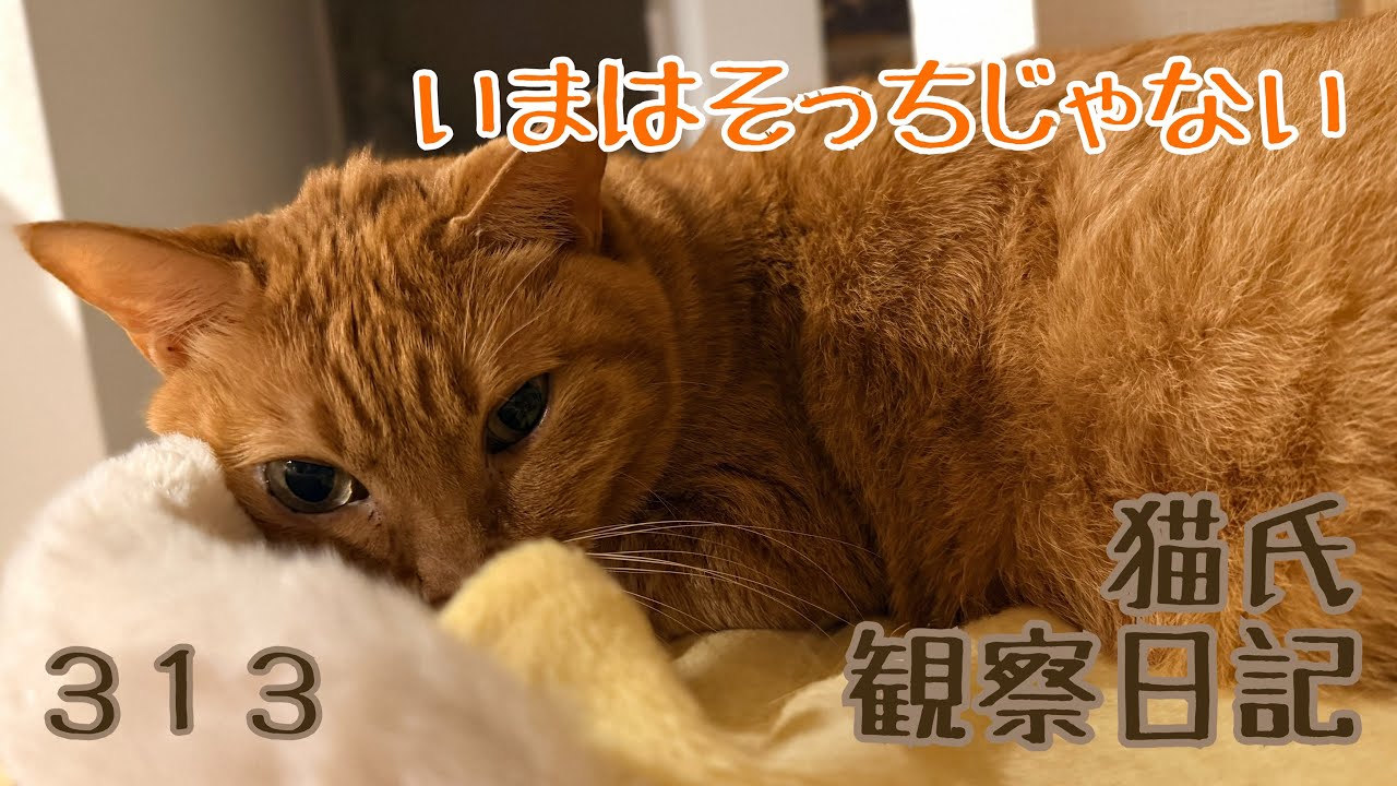 猫氏観察日記 いまはそっちじゃない