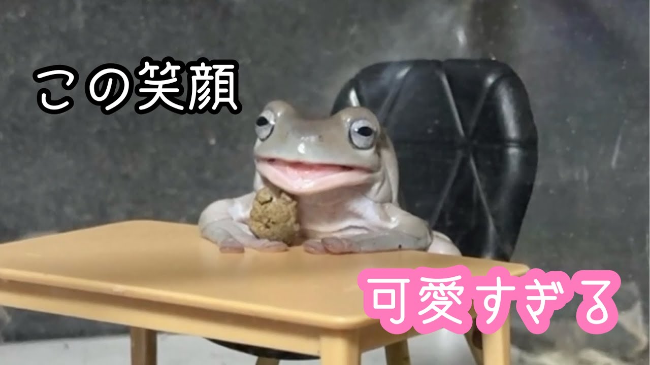 カエルのご飯を食べる姿が可愛すぎてヤバすぎました…