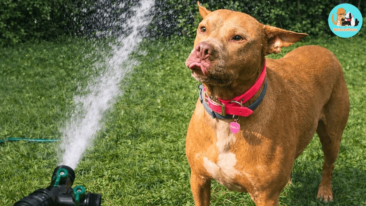 A Calm Pit Bull Turns Wild When She Sees Water