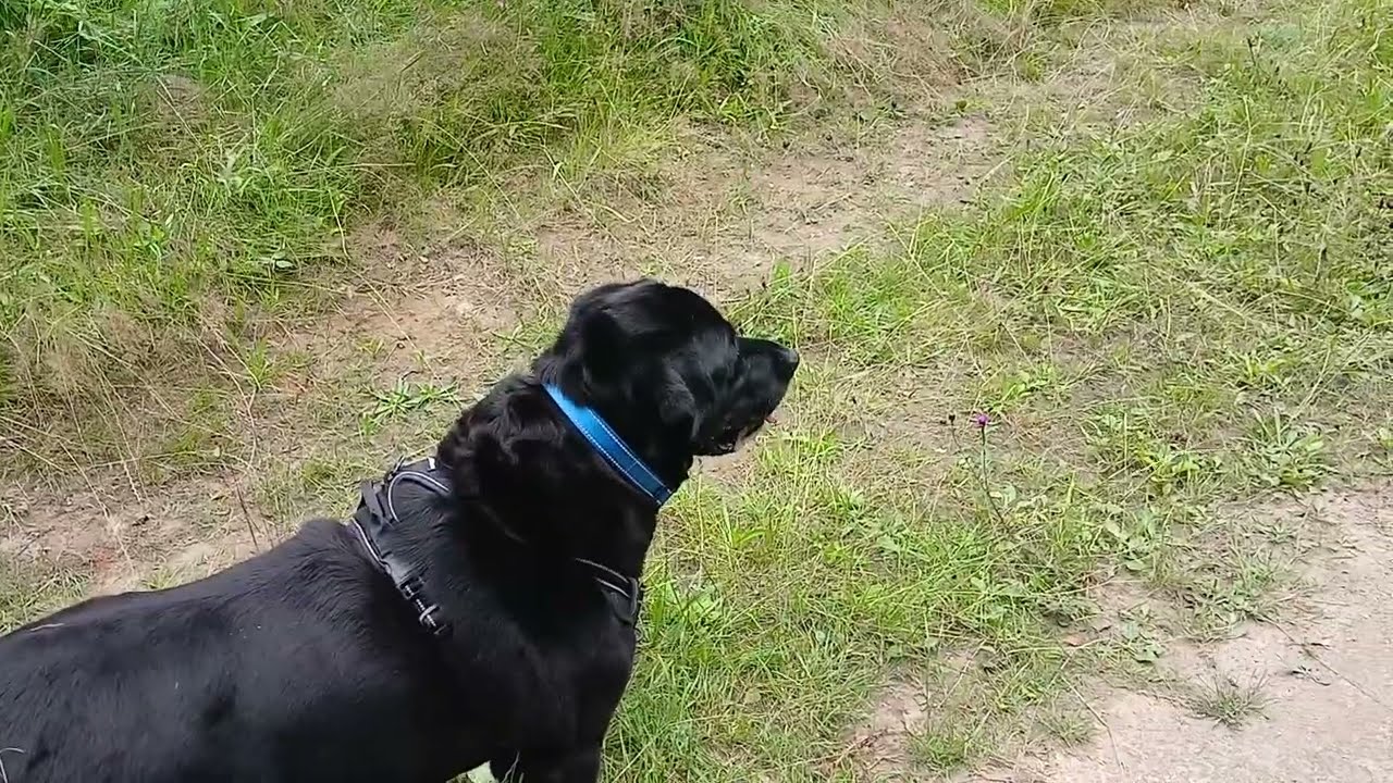 Mylo's Walk Part 1