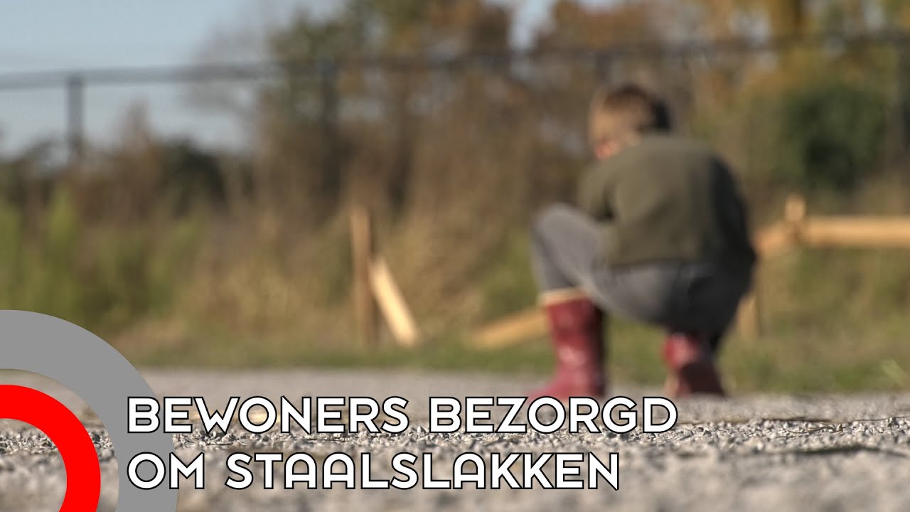 Nuenen &lsquo;vol&rsquo; met staalslakken: gemeente schiet in actie