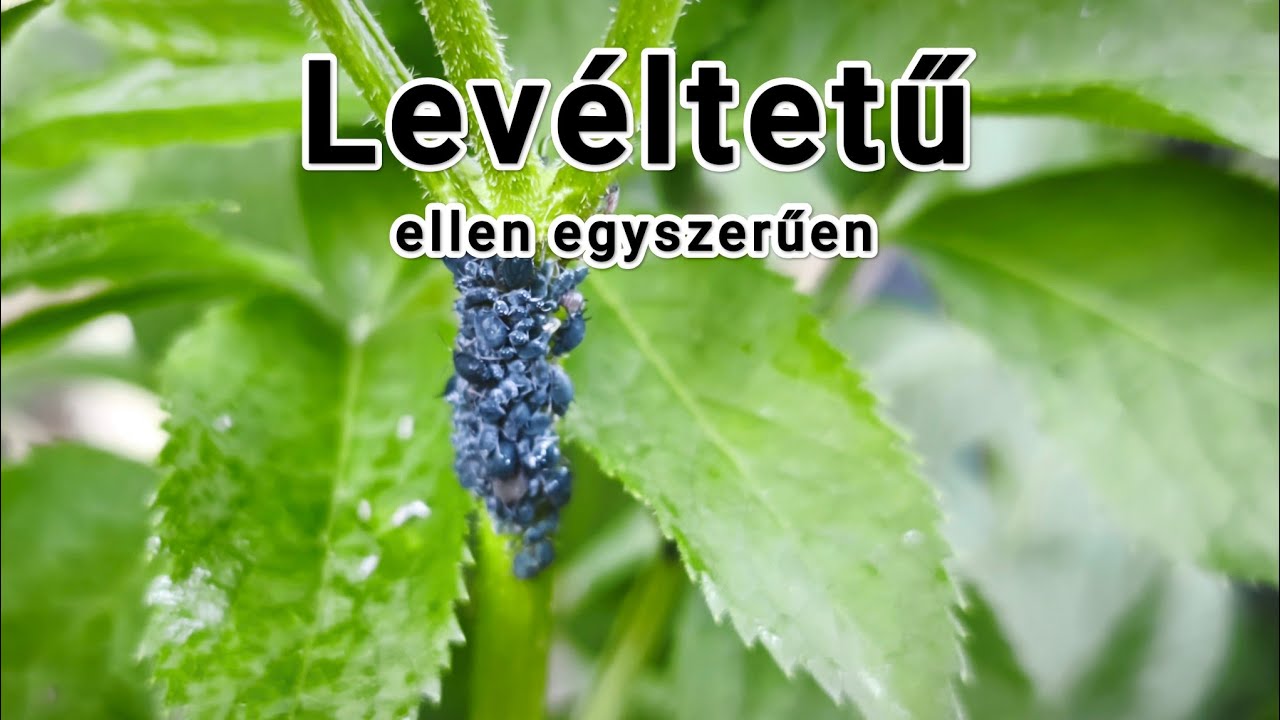 Lev&eacute;ltetvek ellen &ndash; bev&aacute;lt m&oacute;dszer | How to stop aphids in garden