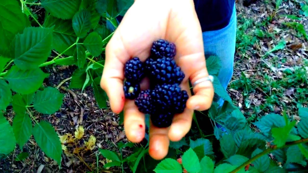 Thornless Blackberry - Delicious and Productive