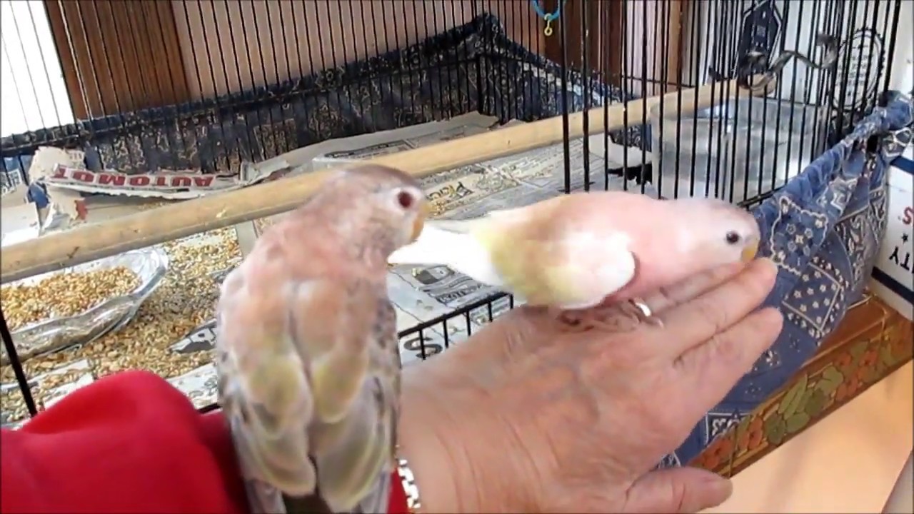 Rosie Bird is Back - Specialist on Bourke Parakeets