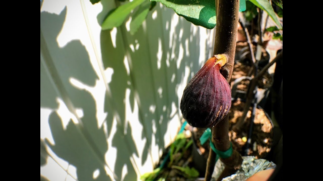 Spring Fig Orchard Tour -- Part 3