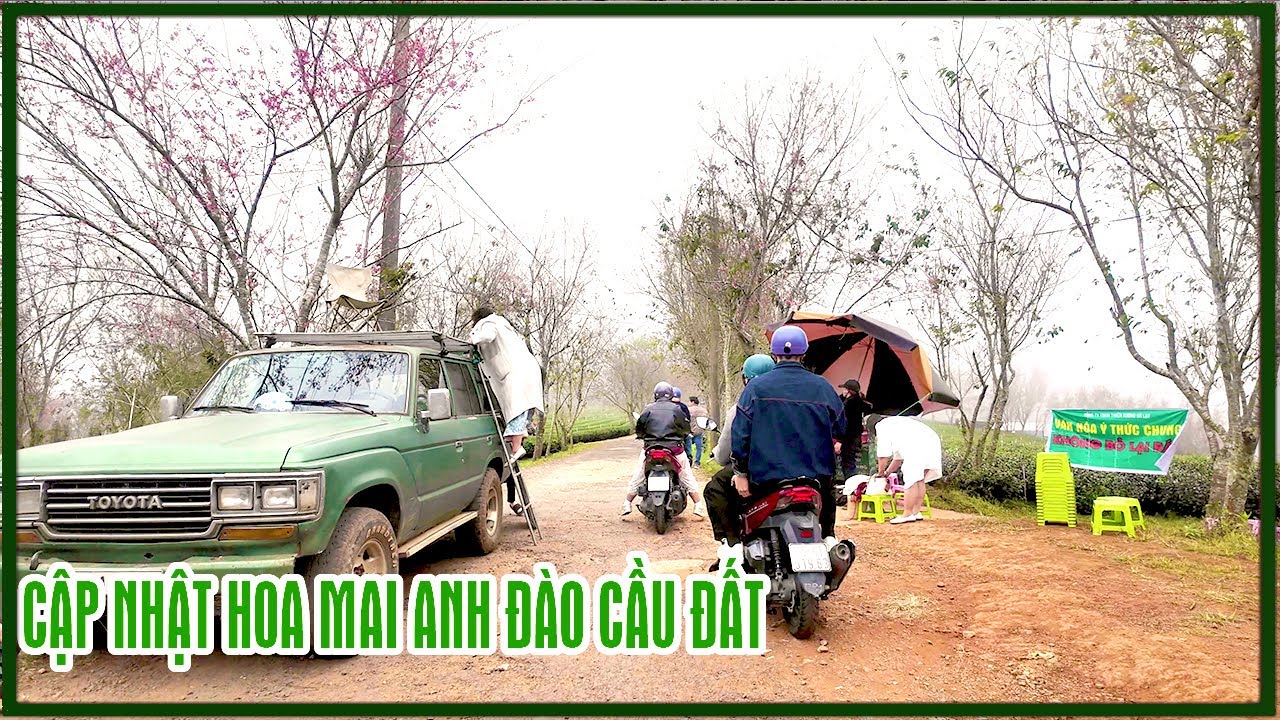 Cập nhật tình hình Hoa Mai Anh Đào Cầu Đất, sương mù giăng lối du khách chụp hình đông quá