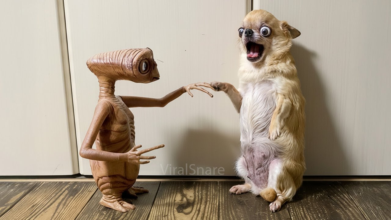 When Animals Get Scared Part 4 – Cats, Dogs & More!