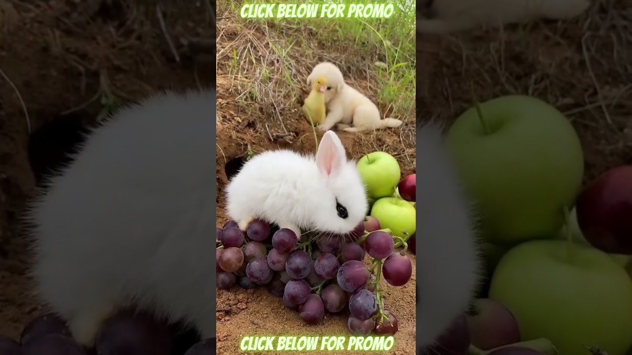 BEST Dog Compilation 57 | Cute Puppies | Funniest Pets | Ultimate Dogs | HOT Animal Videos | 