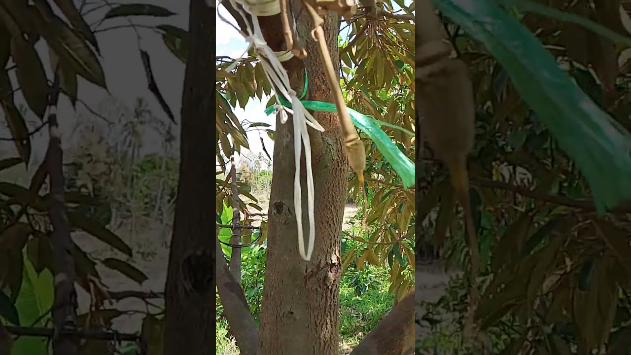 มาฉีดกดยอดช่วงดอกบานหางแย้แล้ว ช่างเป็นการทำงานที่ล่าช้า และ ไม่ทันท่วงทีเลยครับ