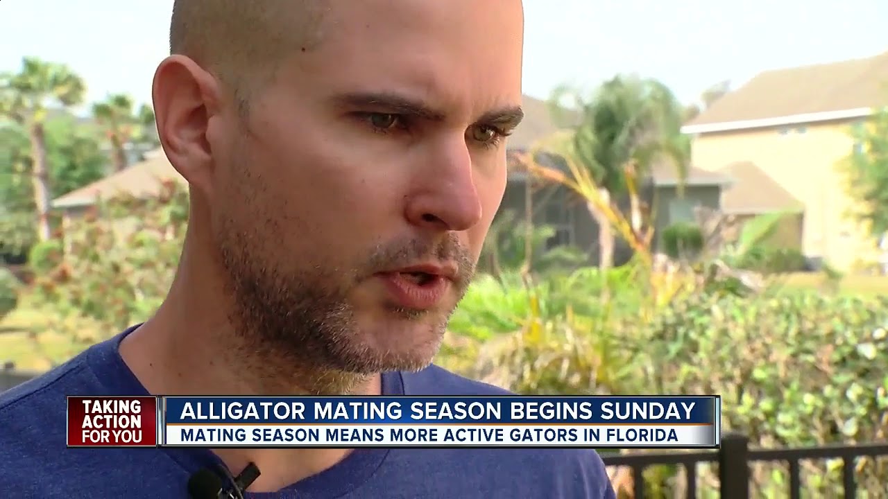 7-foot gator roaming Tampa neighborhood wakes up family
