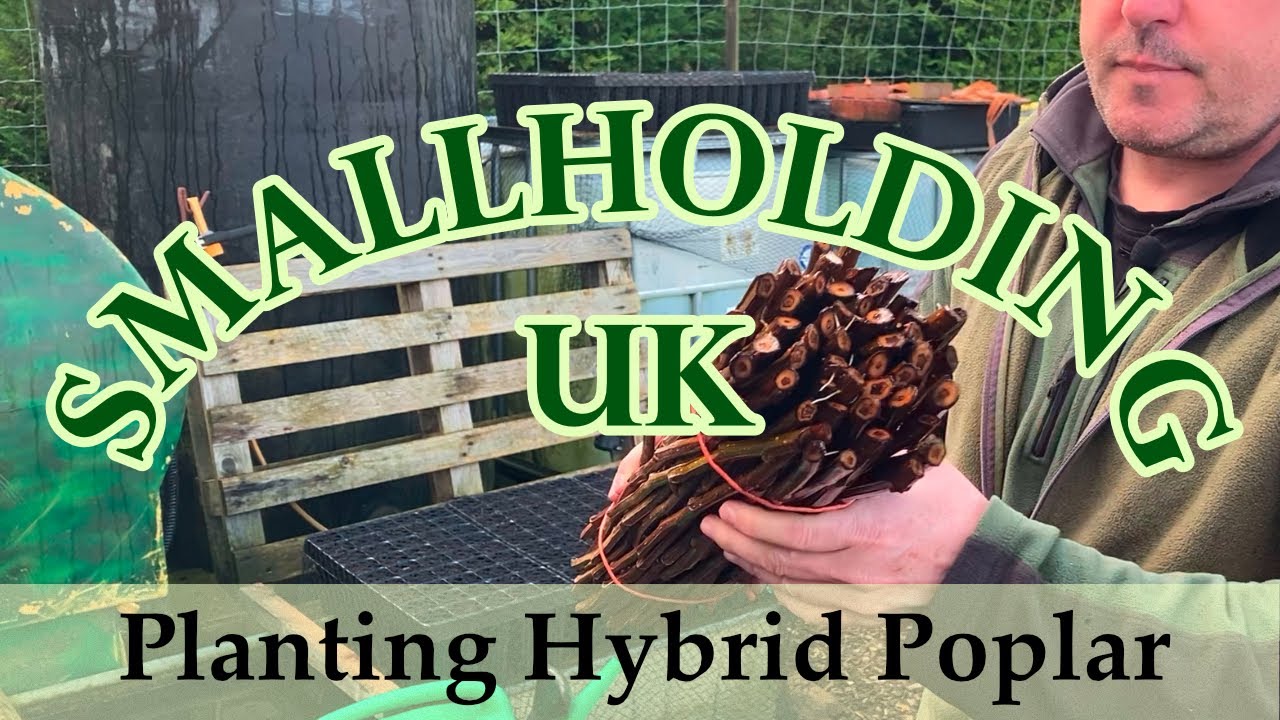 Planting Hybrid Poplar